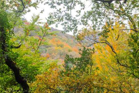 Autumnal Mata da Albergaria, temperate broadleaf and mixed forest in Peneda-GerÃªs National Park, Portugalの写真素材
