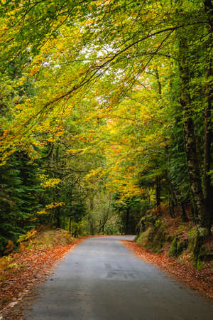 Road in Mata da Albergaria, temperate broadleaf and mixed forest in Peneda-GerÃªs National Park, Portugalの写真素材