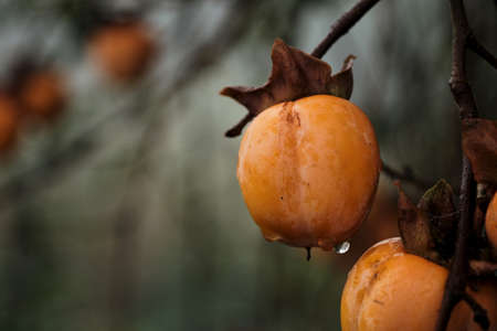 Diospyros kaki tree laden with persimmon ripe fruitsの写真素材