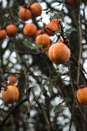 Diospyros kaki tree laden with persimmon ripe fruits with dew dropletsの写真素材