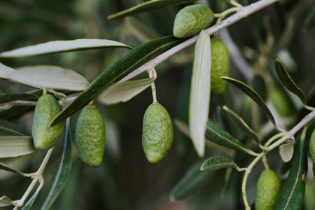 Olea europaea olive tree green immature fruits close upの写真素材