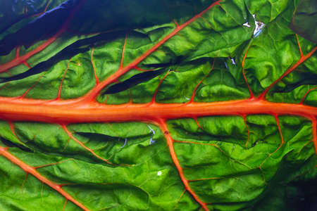 Oriole orange swiss chard leaf detailの写真素材