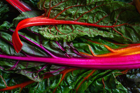 Colorful leaf beet raimbow swiss chards red-stemmed edible leavesの写真素材