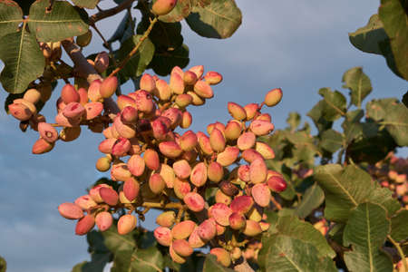 Pistacia vera or pistachio tree red ripe nuts bunchの写真素材