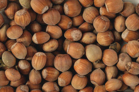 Ripe hazelnuts, Corylus avellana fruits top viewの写真素材