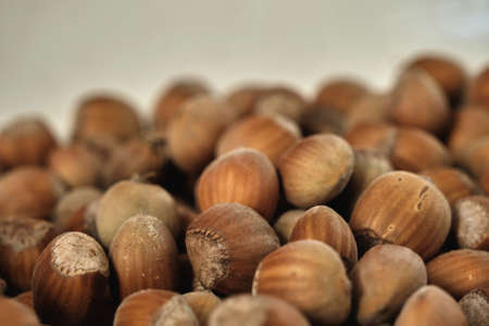 Ripe hazelnuts, Corylus avellana fruits close up, selective focusの写真素材