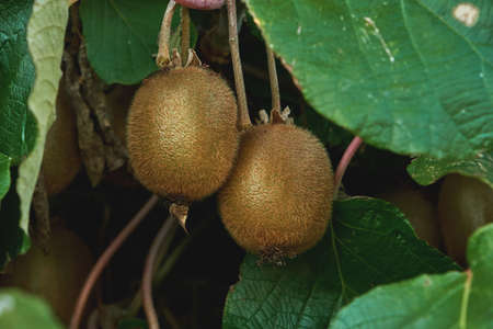 Kiwifruits growing in Actinidia deliciosa woody vine, selective focusの写真素材