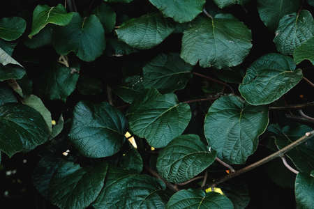 Actinidia deliciosa, fuzzy kiwifruit vine dark green foliage, selective focusの写真素材