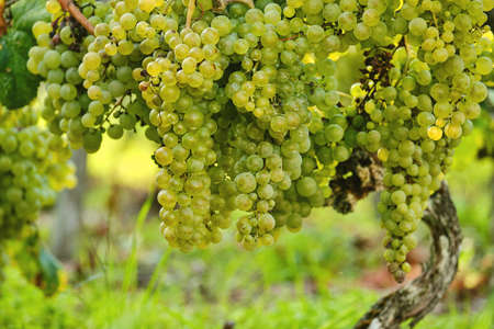 Bunch of white grape vine green fresh fruitsの写真素材