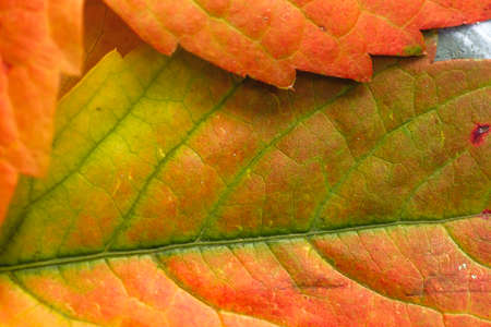 Parthenocissus quinquefolia, Virginia creeper autumnal reddish colored leaves close up, selective focusの写真素材