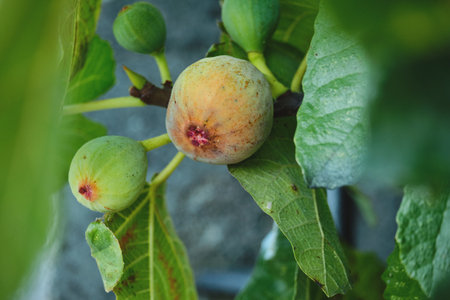 Fig tree (Ficus carica) fruits close upの写真素材