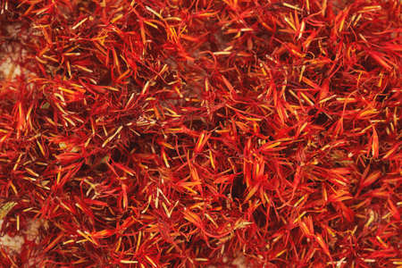 Safflower (Carthamus tinctorius) also known as bastard saffron dry red flowers heap top viewの写真素材