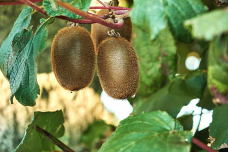 Kiwifruits growing in Actinidia deliciosa woody vineの写真素材