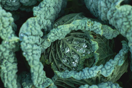 Leaf cabbage or kale plant growing in the vegetable garden with dew dropsの写真素材
