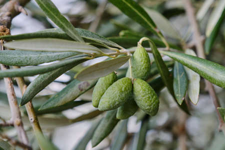 Olea europaea olive tree green immature fruits close upの写真素材