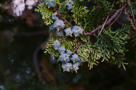 Platycladus orientalis Oriental arbor-vitae coniferous tree with immmature seed cones and evergreen foliageの写真素材