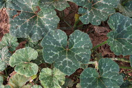 Cucurbita moschata squahs plant green foliageの写真素材