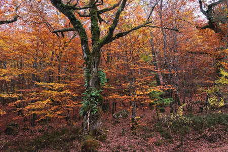 Temperate broadleaf and mixed forests with autumnal fagus sylvatica and quercus robur trees with colorful foliage in Mata da Albergaria, Peneda Geres National Park, Portugal.の写真素材