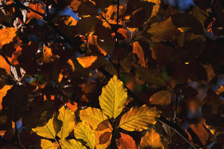 Detail of Fagus Sylvatica beech tree autumnal foliageの写真素材