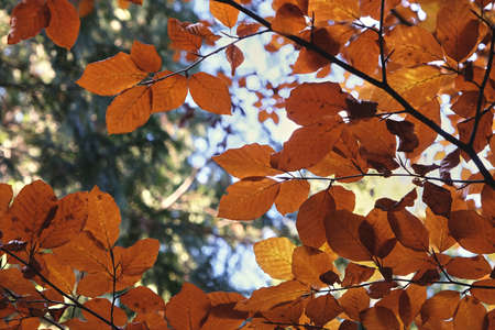 Detail of Fagus Sylvatica beech tree autumnal foliageの写真素材