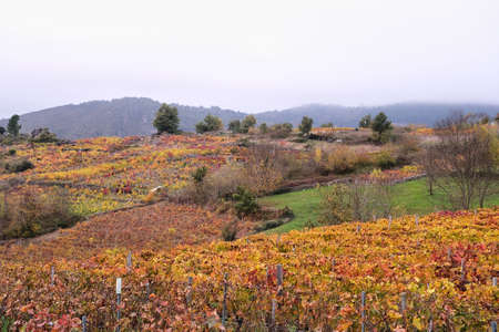 Autumn vineyads in the Ribeira Sacra, Galicia, Spainの写真素材