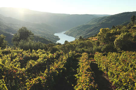 Green vineyads and Sil River Canyon in the background, Ribeira Sacra, Galicia, Spainの写真素材