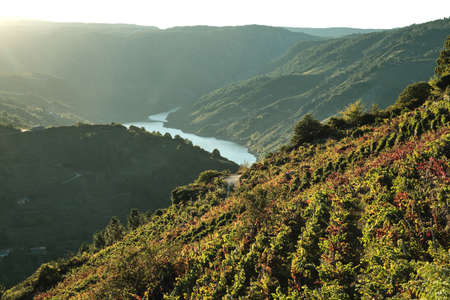 Autumn vineyads and Sil River Canyon in the background, Ribeira Sacra, Galicia, Spainの写真素材