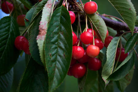 Prunus cerasus sour cherries ripening red fruitsの写真素材