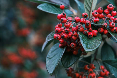 Cotoneaster coriaceus ornamental plant with red fruits and dark green foliageの写真素材