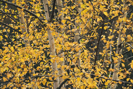 Betula pubescens or Betula alba European white birch deciduous trees with autumnal yellow foliageの写真素材