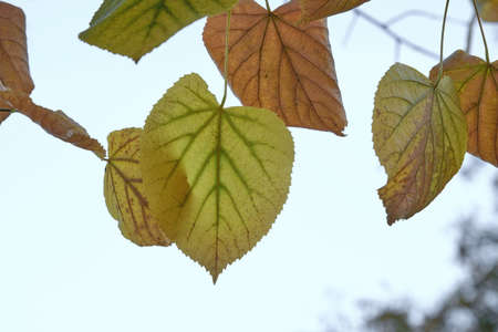 Tilia x europaea common linden autumnal yellow foliageの写真素材