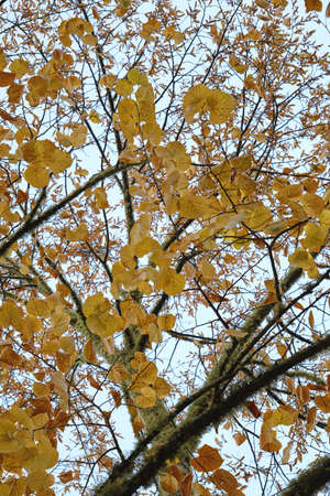 Tilia x europaea common linden autumnal yellow foliageの写真素材