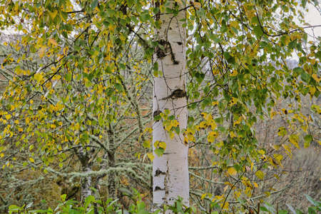 Betula pubescens or Betula alba European white birch deciduous tree with autumnal foliageの写真素材