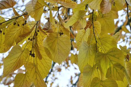 Tilia x europaea common linden autumnal yellow foliageの写真素材