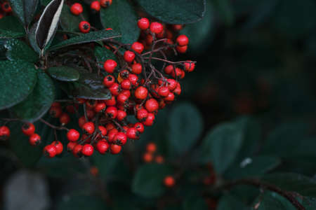 Cotoneaster coriaceus ornamental plant with red fruits and dark green foliageの写真素材