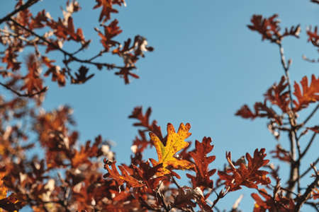 Pyrenean oak (Quercus pyrenaica) autumnal foliage and blue sky backgroundの写真素材