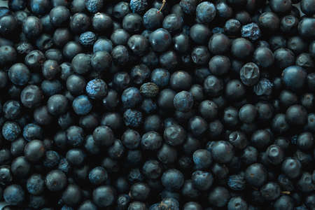 Harvest of blackthron (prunus spinosa) bluish-black sloe drupesの写真素材