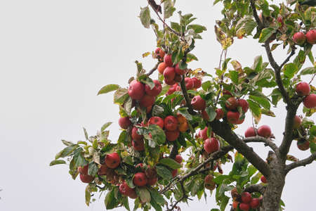 Apple tree (malus domestica) laden with red ripe fresh fruitsの写真素材