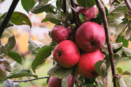 Apple tree (malus domestica) red ripe fresh fruitsの写真素材