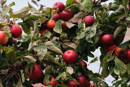 Apple tree (malus domestica) red ripe fresh fruitsの写真素材