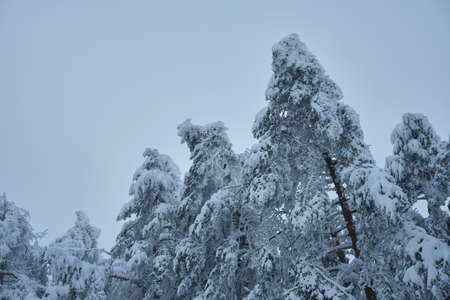 Fir trees after a snow storm in the mountainsの写真素材