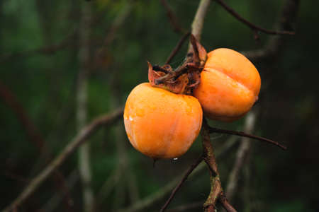 Diospyros kaki tree laden with persimmon ripe fruitsの写真素材
