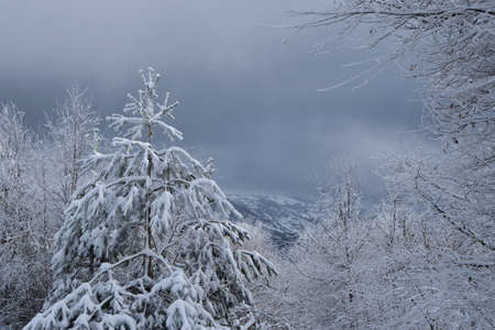 Frosted snow on the trees after.a snow stormの写真素材