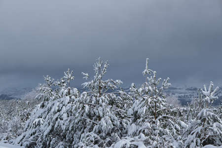 Evergreen trees covered of snow in the mountainsの写真素材