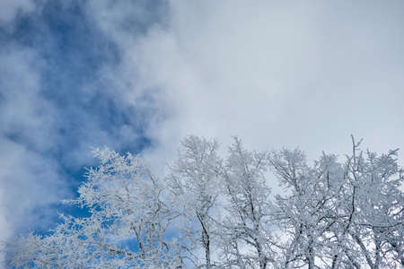 Deciduous trees covered of white snow, blue sky and white clouds in the backgroundの写真素材