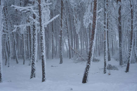 A forest after a snow stormの写真素材
