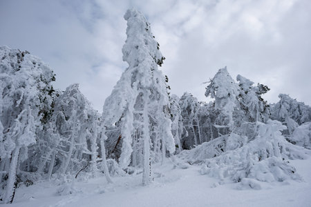 Evergreen trees covered of frosted snow after a snow storm in the mountainsの写真素材