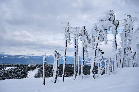 Damaged trees after a snow storm in the mountainの写真素材