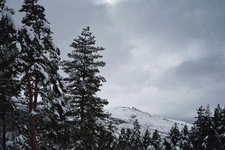 Winter landscape in the mountains after a snowfallの写真素材