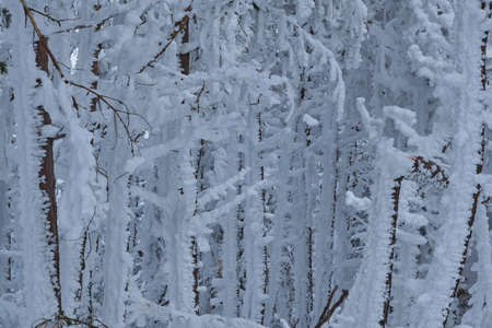 Trees covered of frosted snow after a heavy snow storm in the mountainsの写真素材